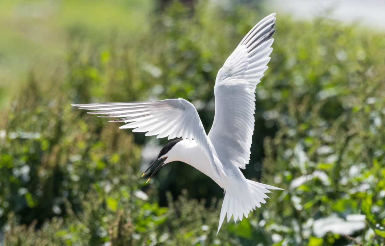 Sandwich Tern, by Philip Croft / BTO