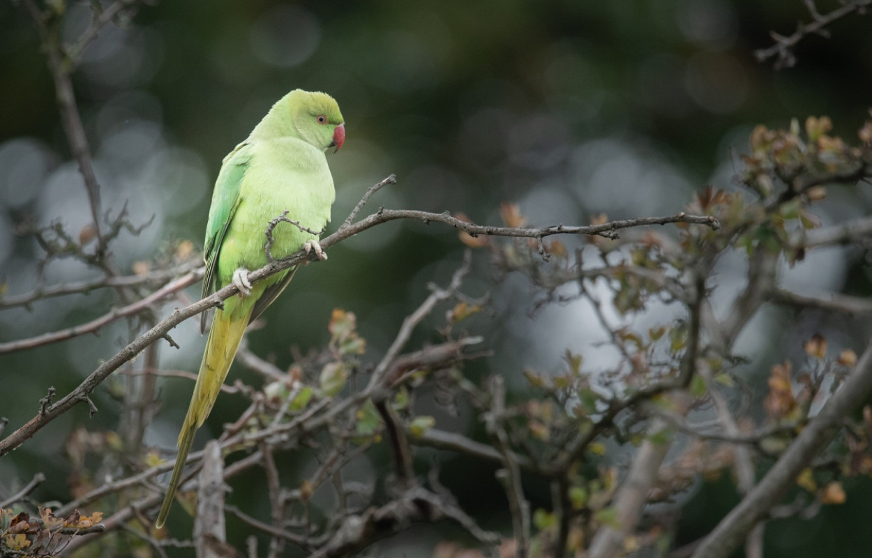 Ring-necked Parakeet, Sarah Kelman
