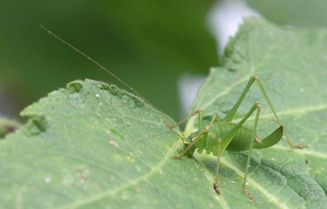Speckled Bush-cricket, Mike Toms / BTO
