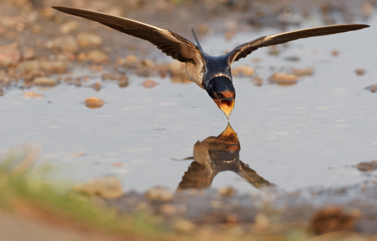 Swallow, Liz Cutting