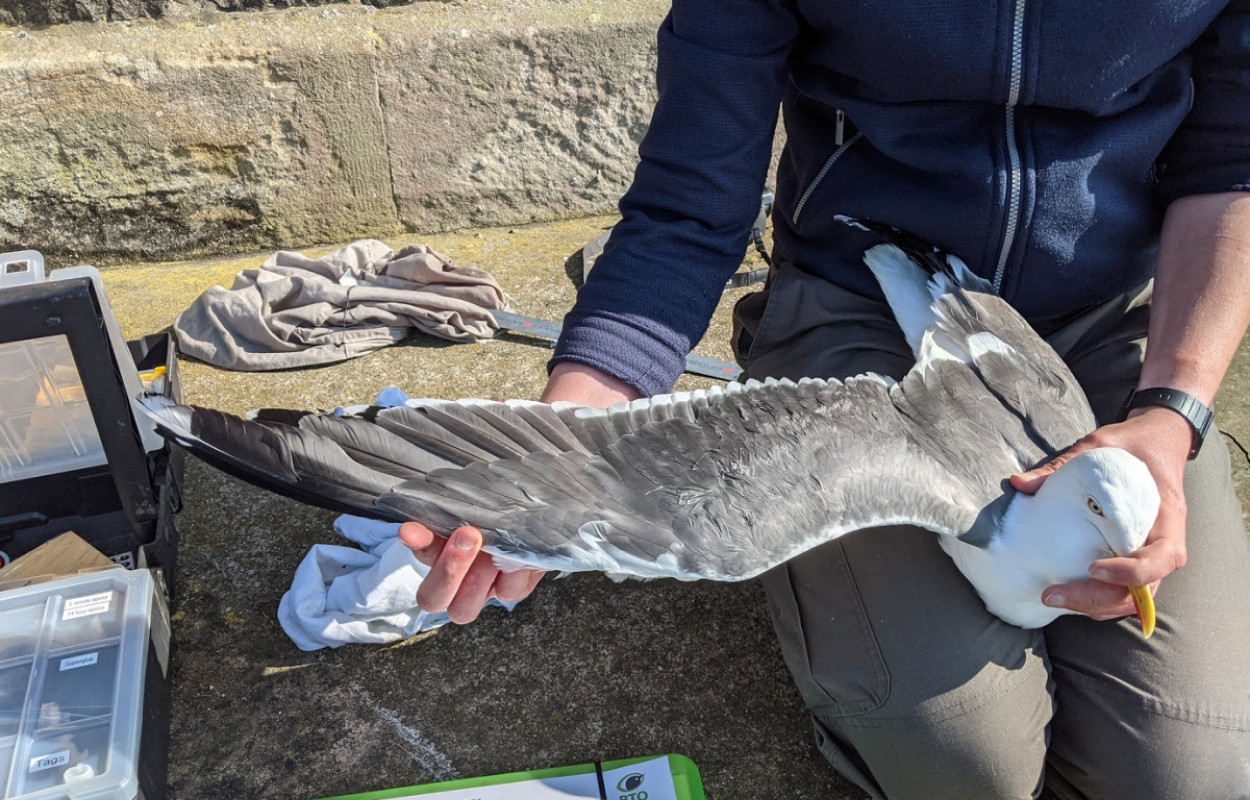 Lesser Black-backed Gull tagging, Gary Clewley/BTO