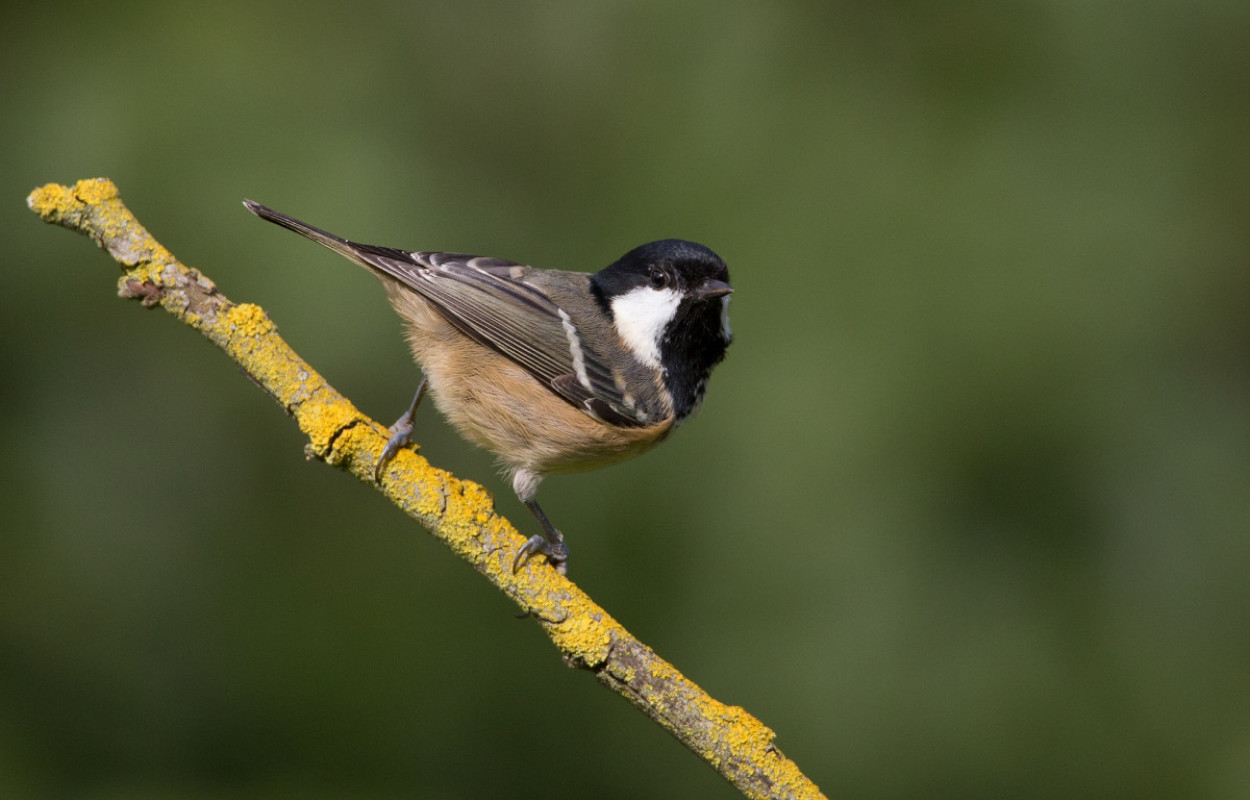 Coal Tit, by Liz Cutting / BTO