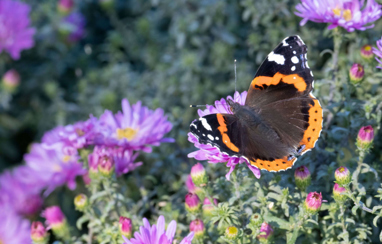 Red Admiral in garden, by Edmund Fellowes / BTO