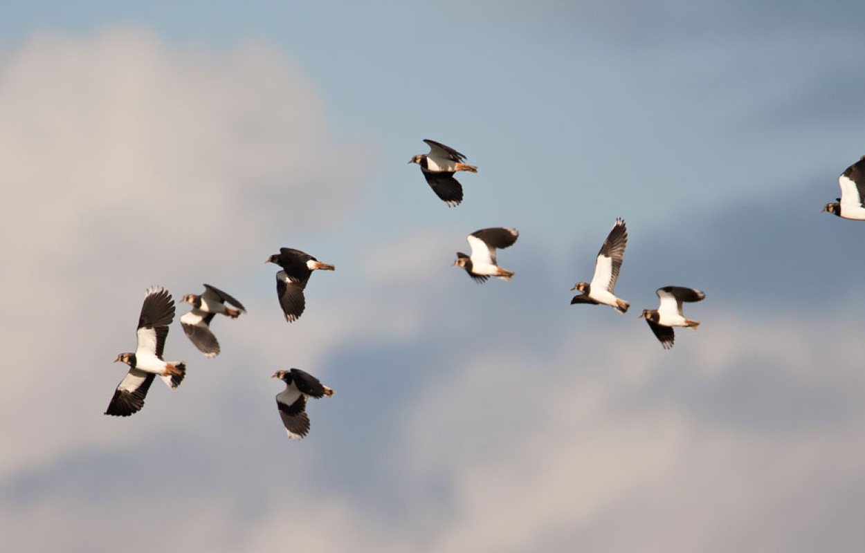 Lapwing in flight. Allan Drewitt