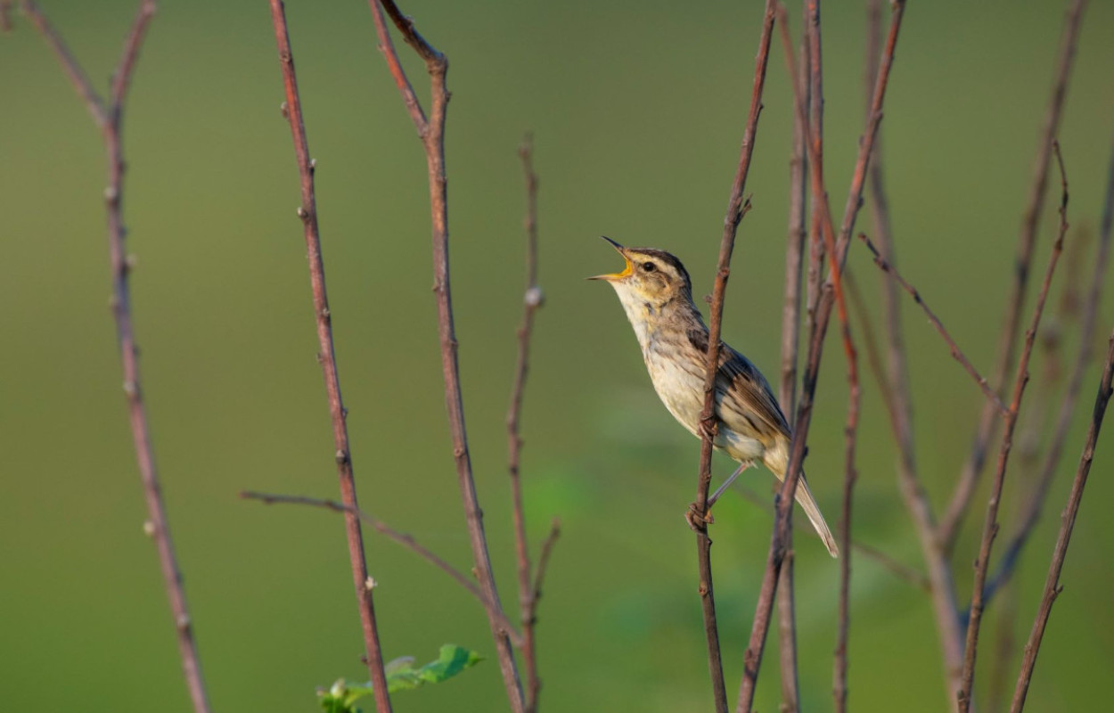 Aquatic Warbler, Daniel Rosengren