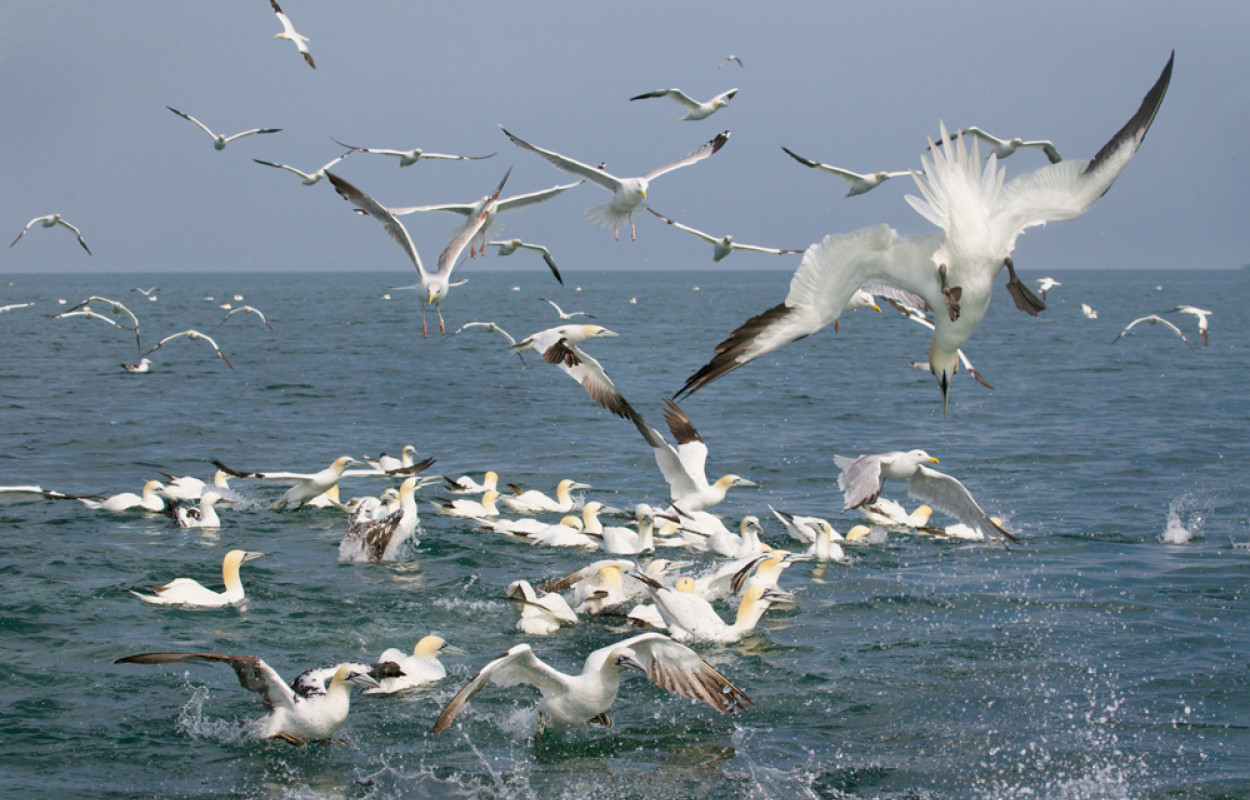 Gannets, by Edmund Fellowes/BTO