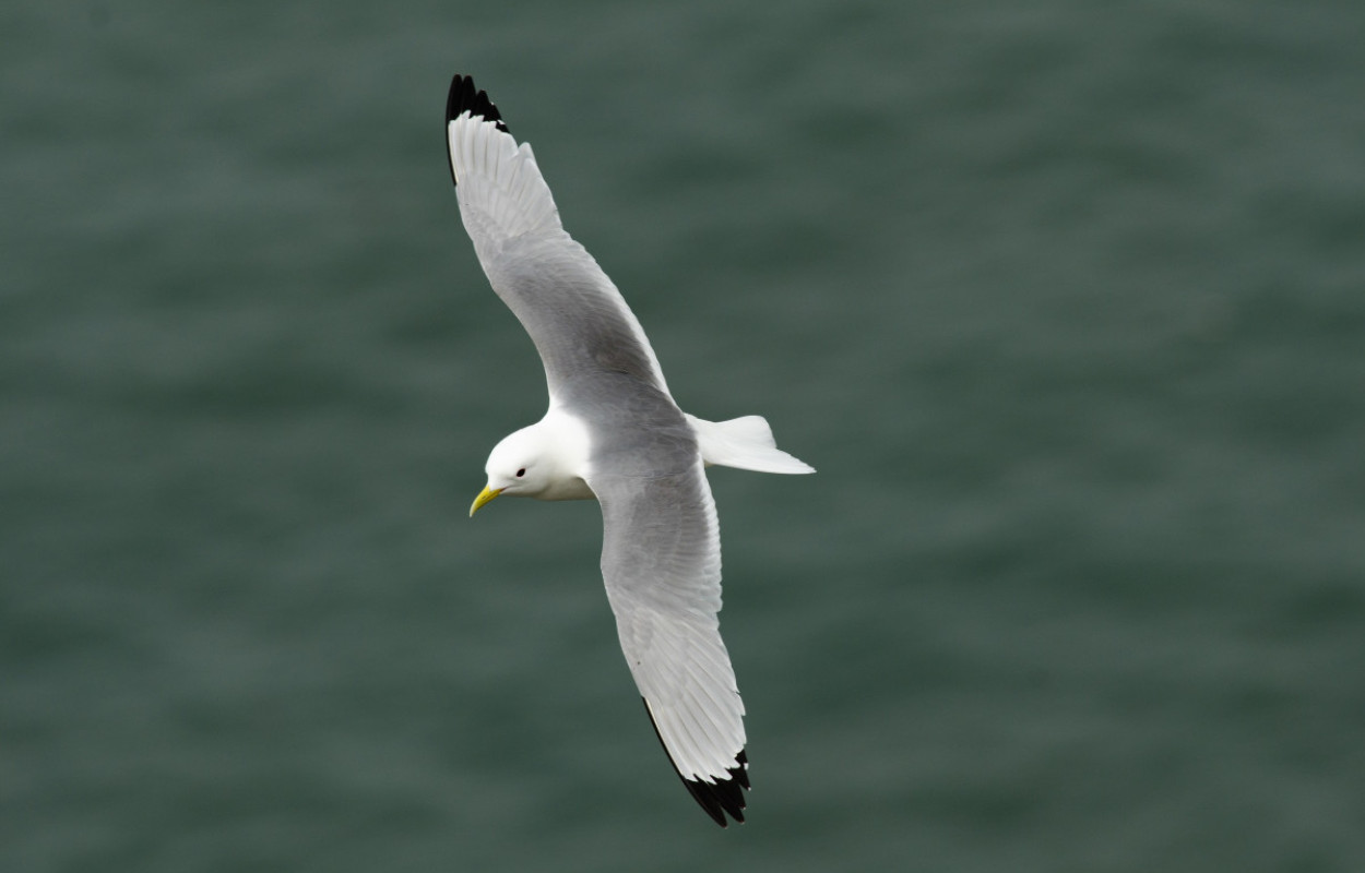 Kittiwake, Richard Jackson.