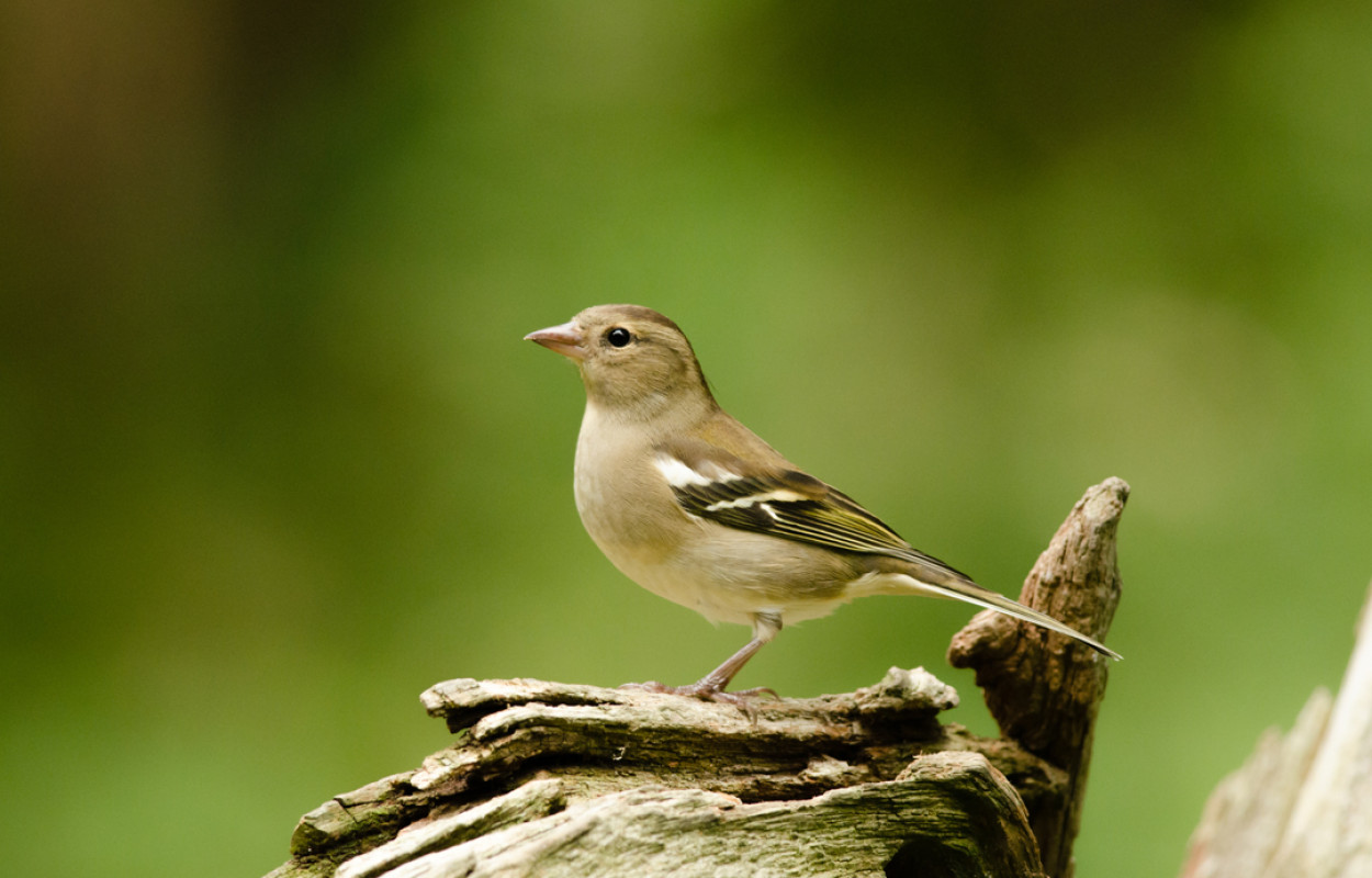 Chaffinch by Richard Jackson / BTO