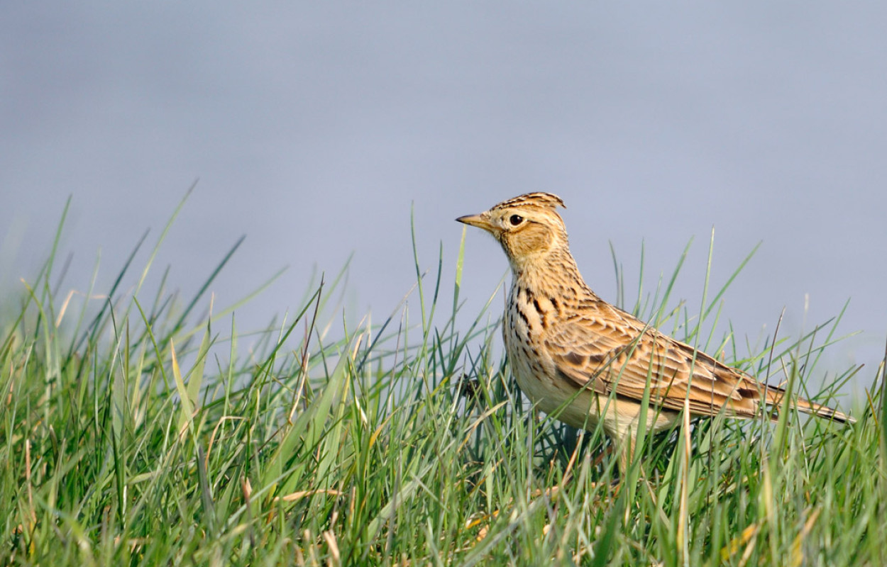 Skylark, by Amy Lewis / BTO