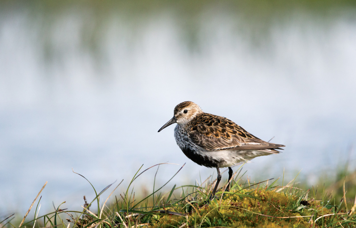 Dunlin by Edmund Fellowes