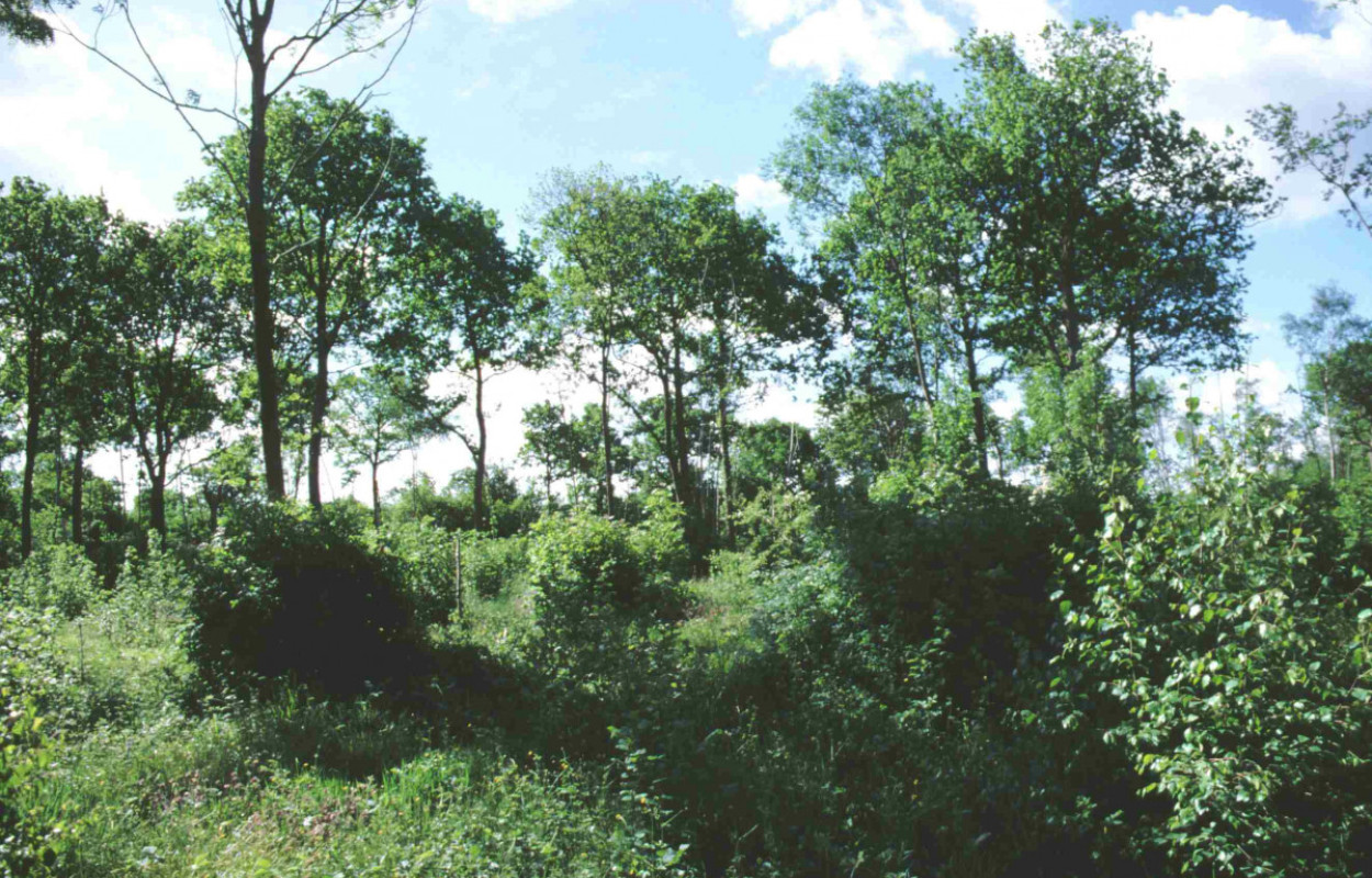 Coppice with standards by Rob Fuller