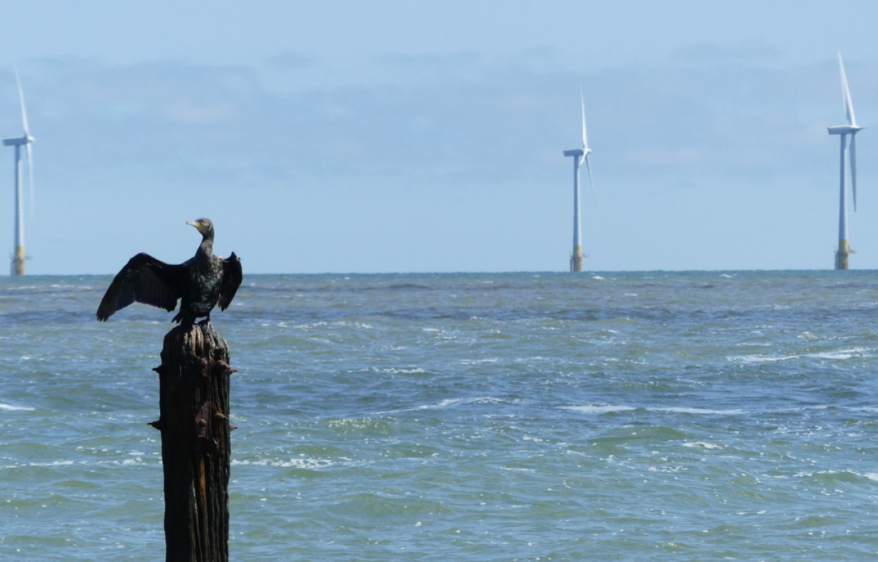 Cormorant and wind farm Steve / Adobe Stock