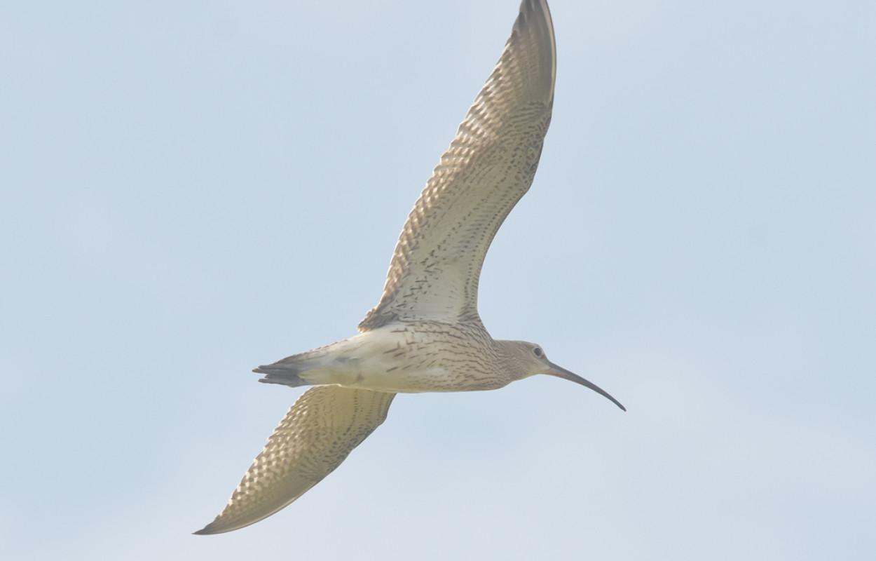Curlew, by Moss Taylor / BTO