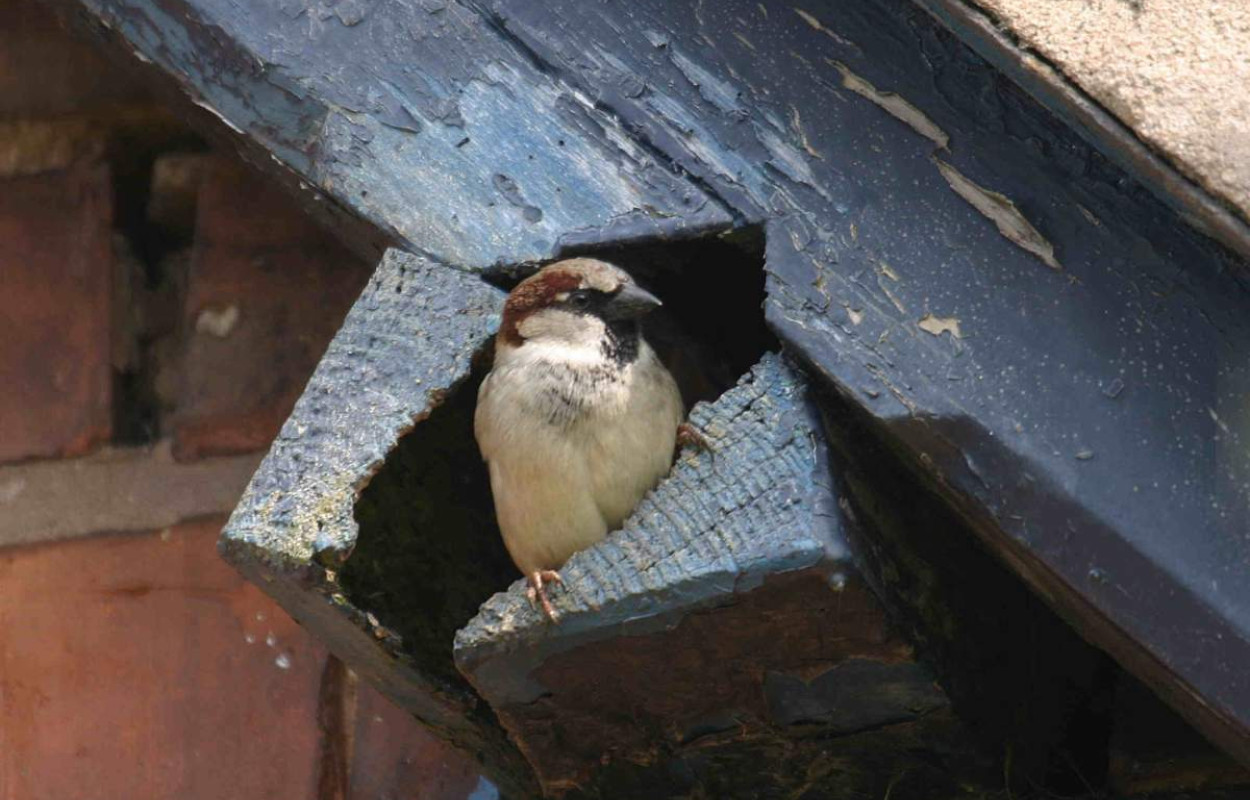 House Sparrow, John Harding