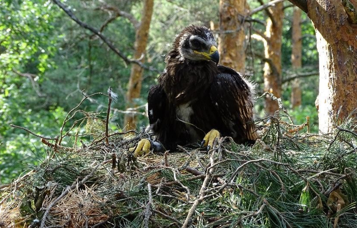 Juvenile Greater Spotted Eagle in the nest 
