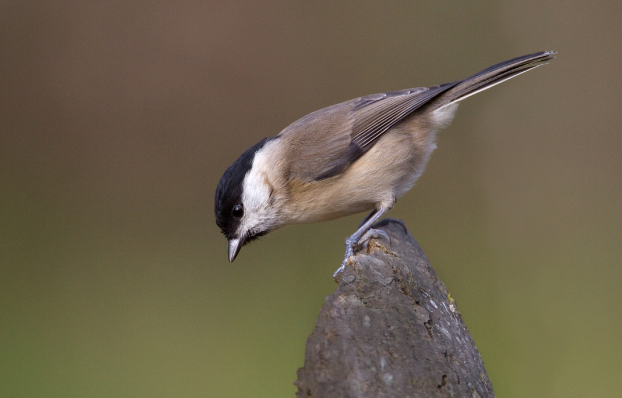 Marsh Tit, Liz Cutting / BTO