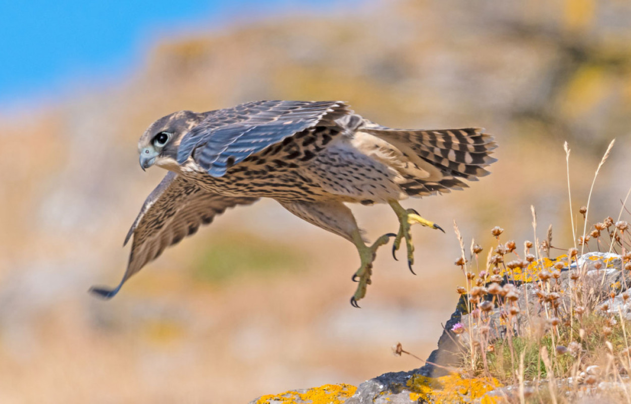 Peregrine. Philip Croft