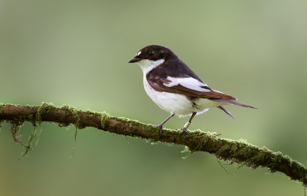 Pied Flycatcher. Edmund Fellowes