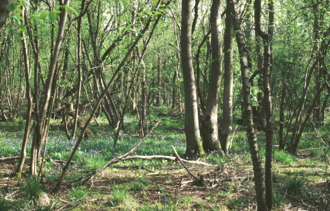 Rushbeds Woods by Rob Fuller