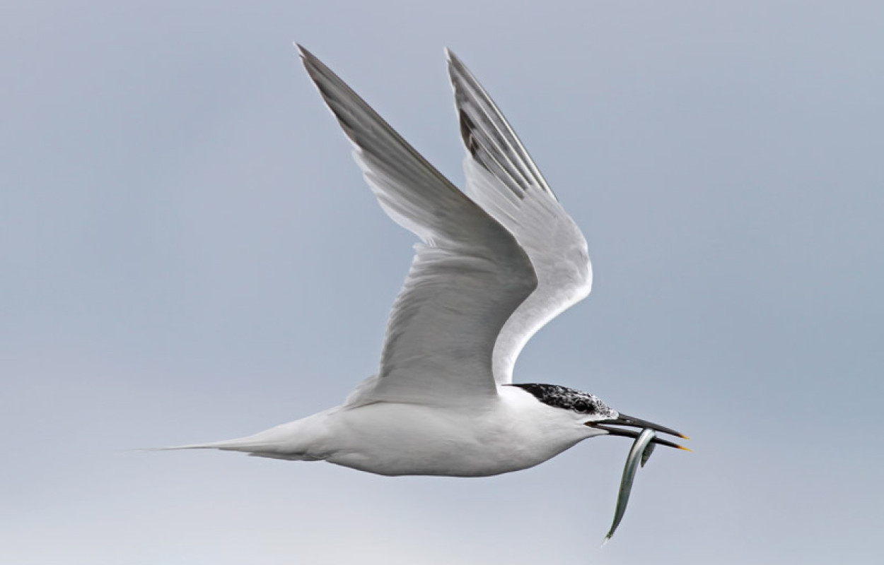 Sandwich Tern. Dennis Atherton / BTO