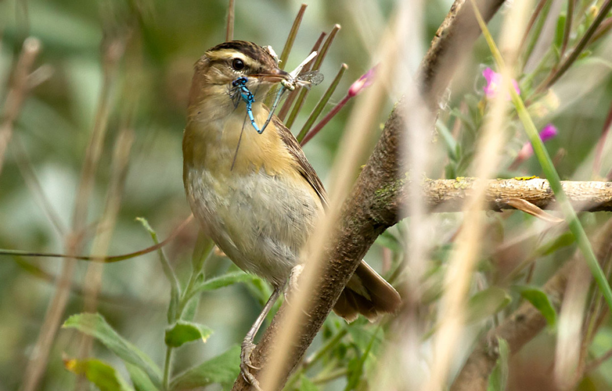 Sedge Warbler, by Colin Brown / BTO
