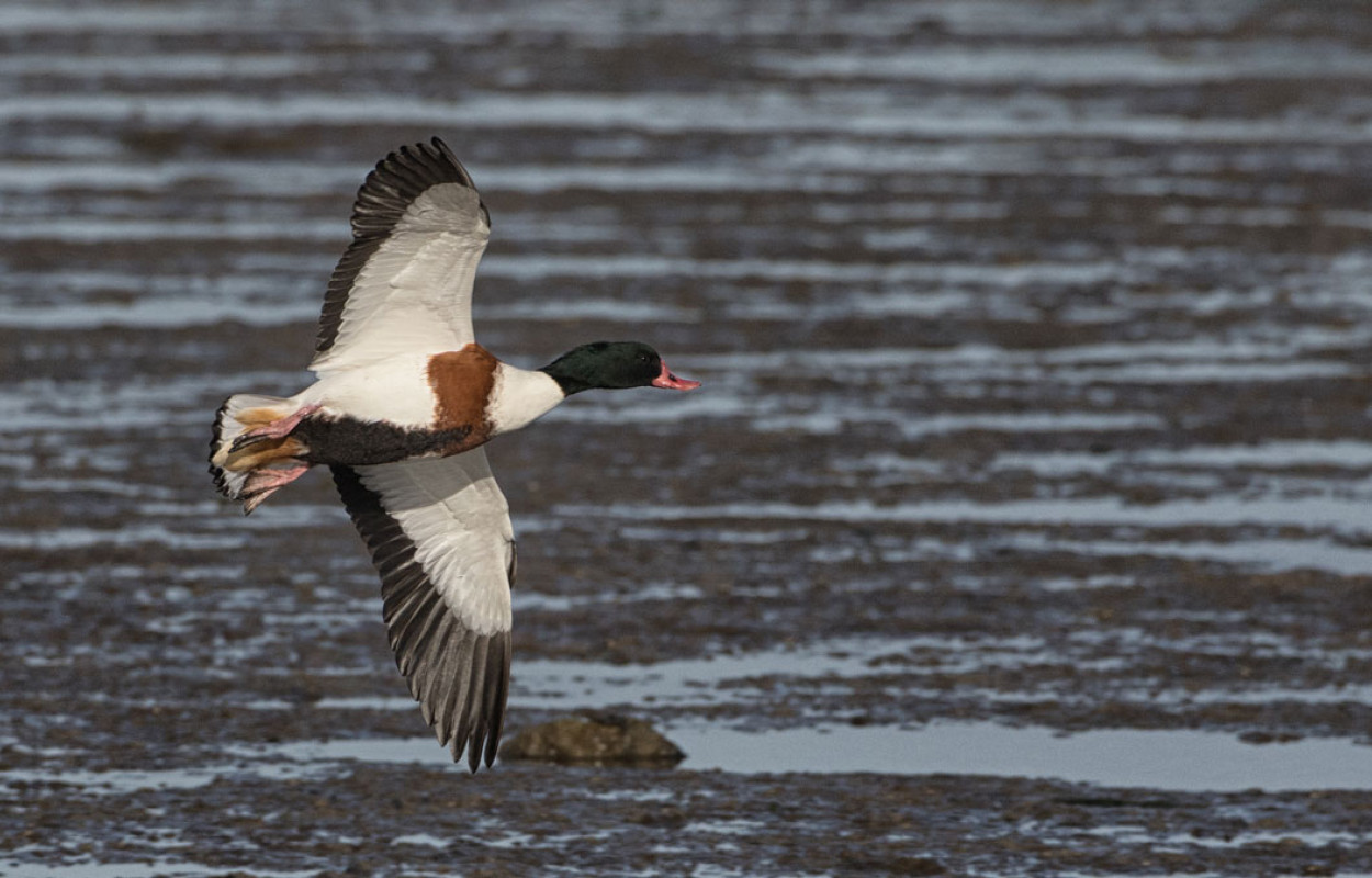 Shelduck in flight. Liz Cutting