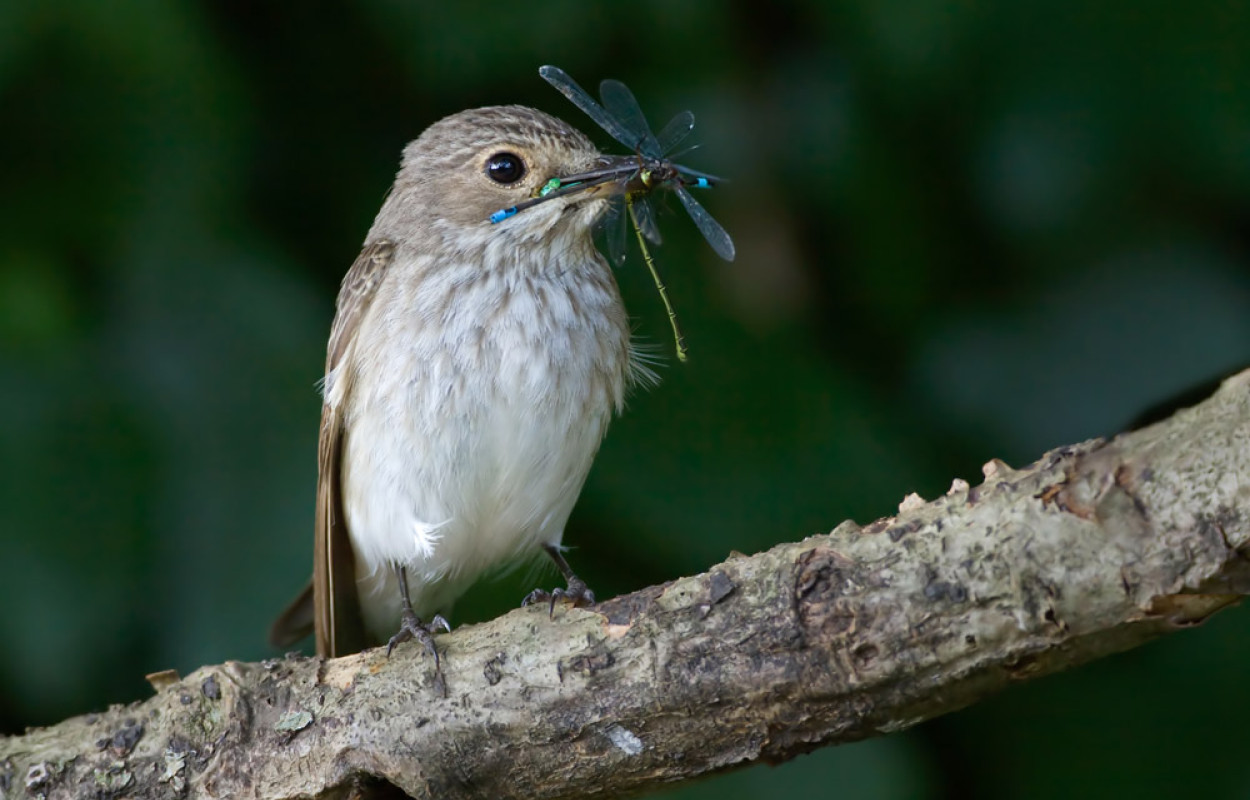 Spotted Flycatcher with Damselflies. Liz Cutting / BTO