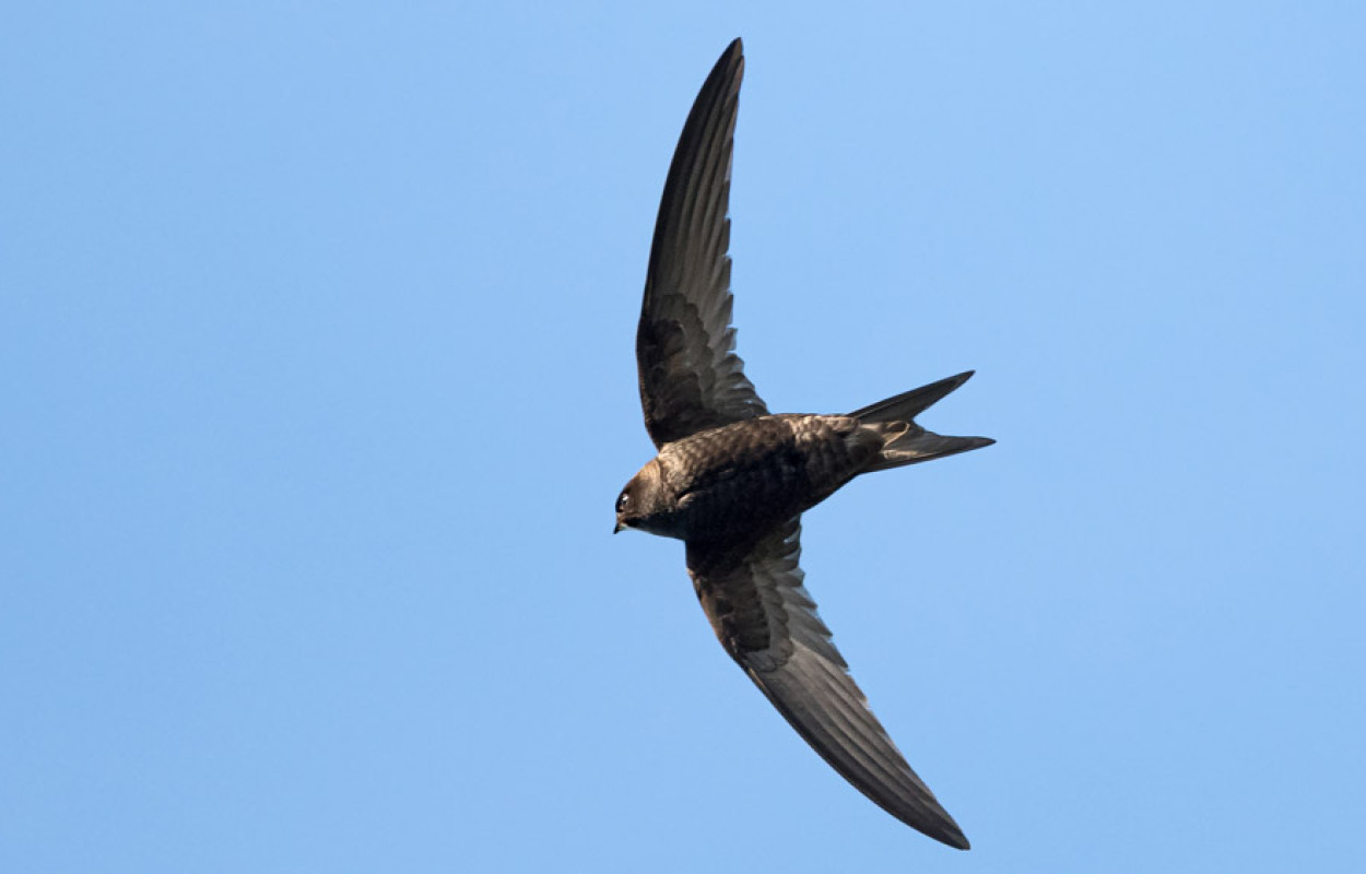 Swift. Philip Croft / BTO