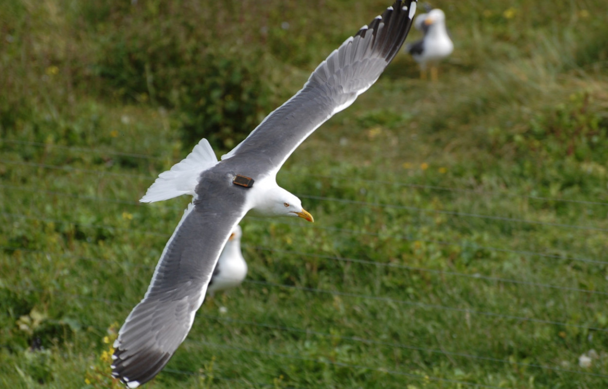 Tagged Lesser Black-backed Gull, Gary Clewley