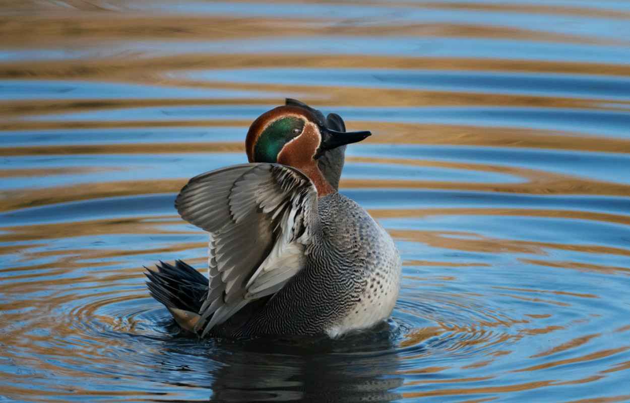 Teal, by Edmund Fellowes / BTO