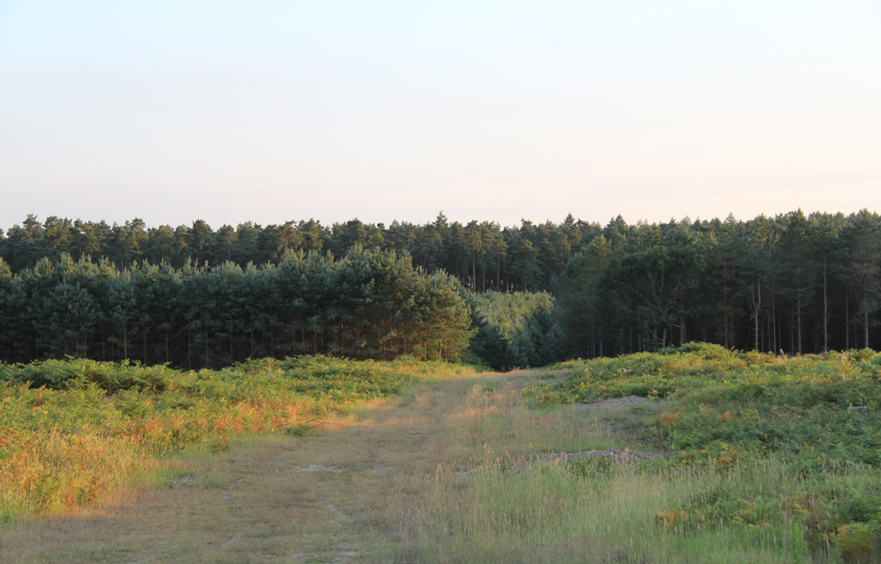 Thetford Forest. Mike Toms / BTO