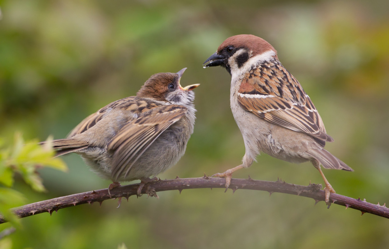 Tree Sparrow, by Liz Cutting / BTO