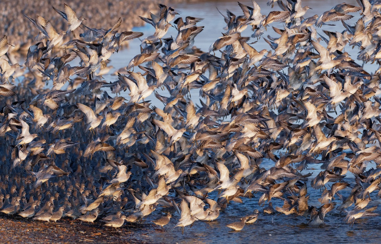 Knot flock, Liz Cutting/BTO