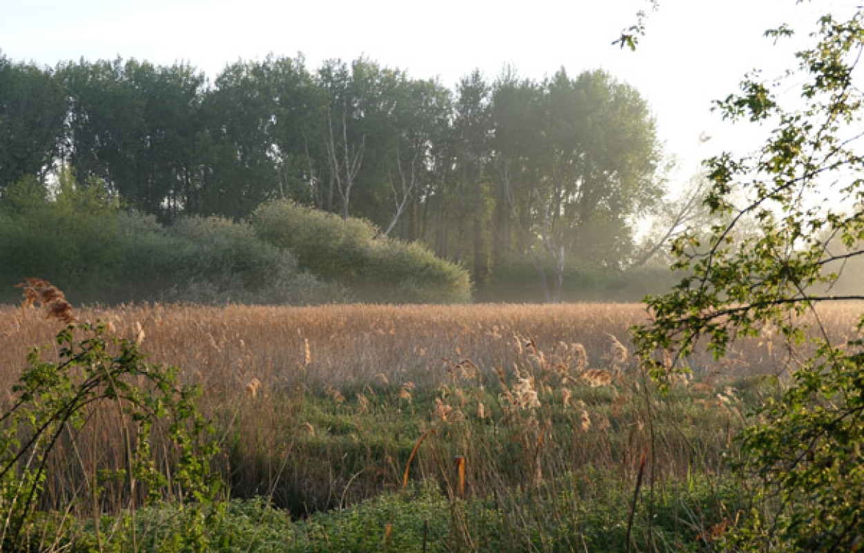 Wetland. Mike Toms / BTO