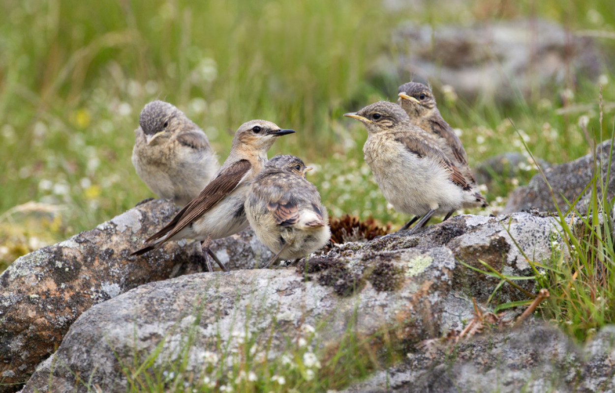 Wheatear and chicks Edmund Fellowes / BTO