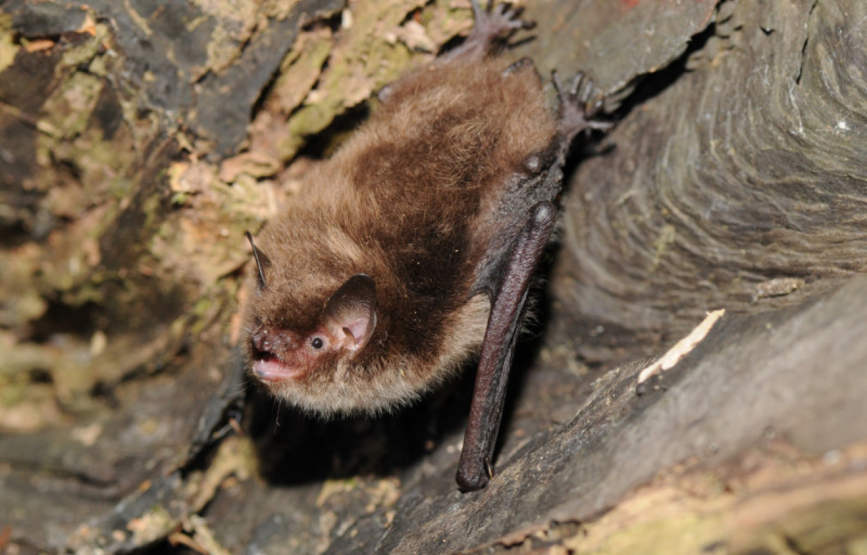 Whiskered Bat by Jan Svetlik