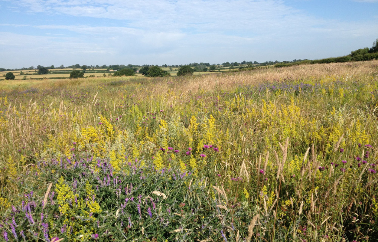 Wildflower Patch. John Redhead / BTO