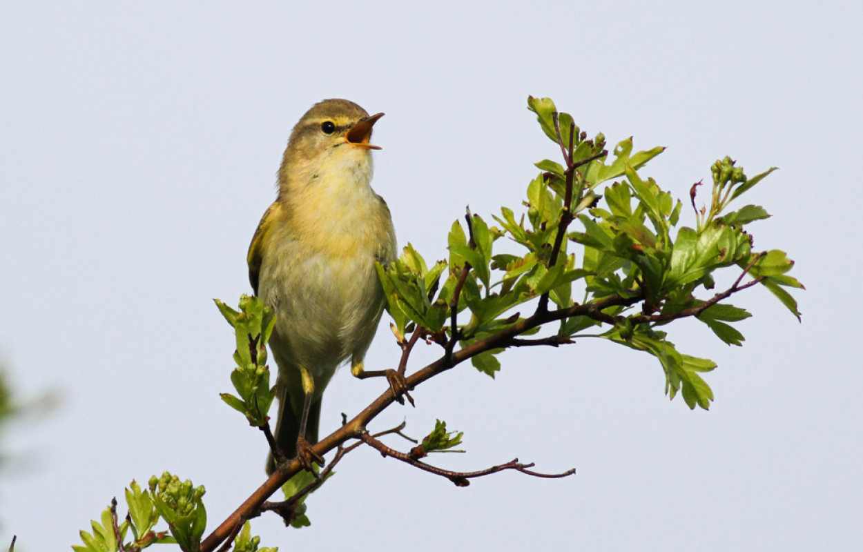 Willow Warbler. Allan Drewitt / BTO