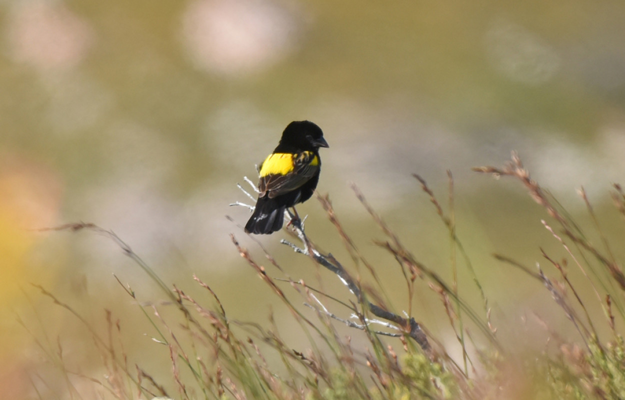 Yellow Bishop by Rini Kools Adobe Stock
