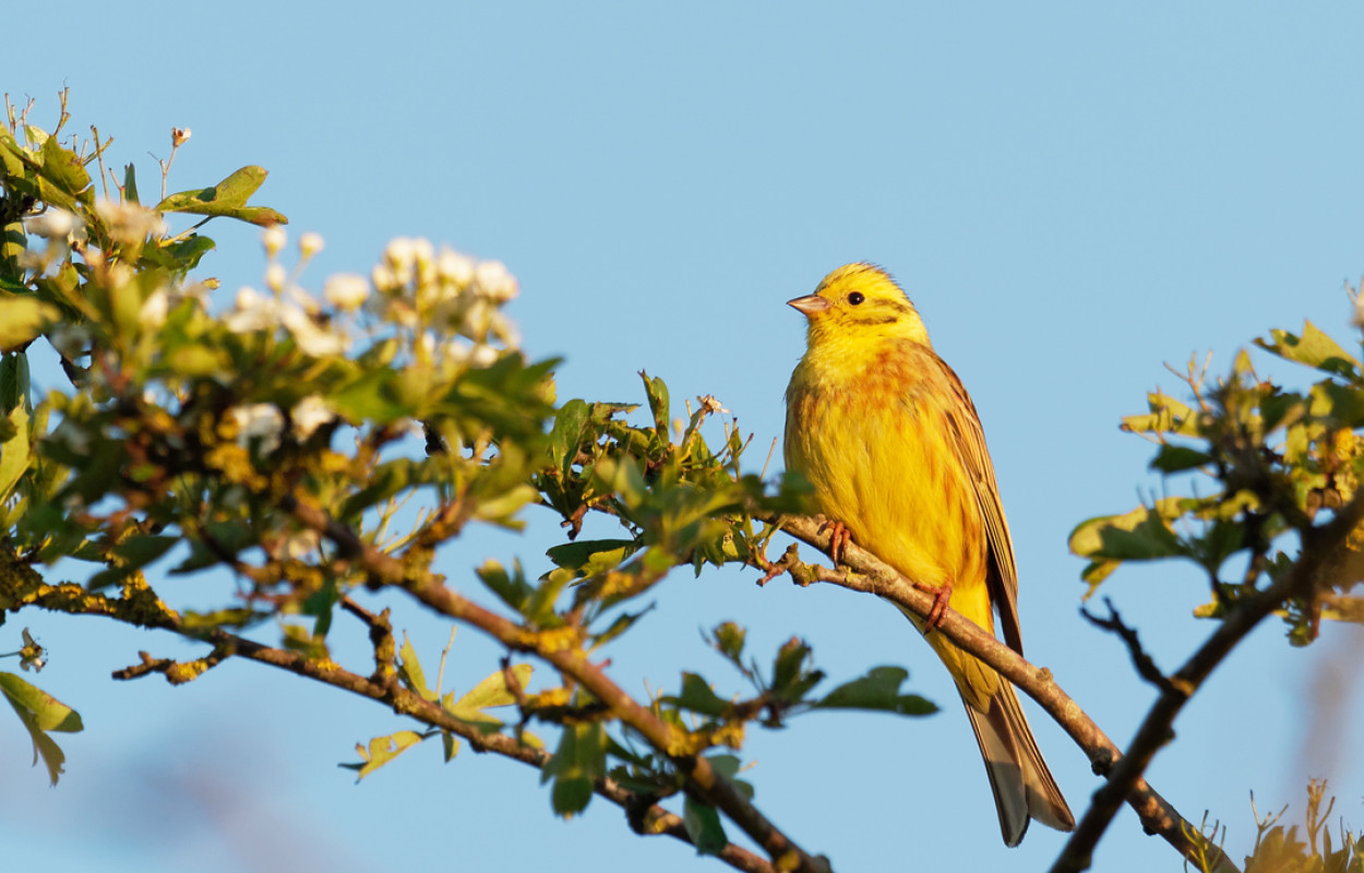 Yellowhammer, by Liz Cutting / BTO