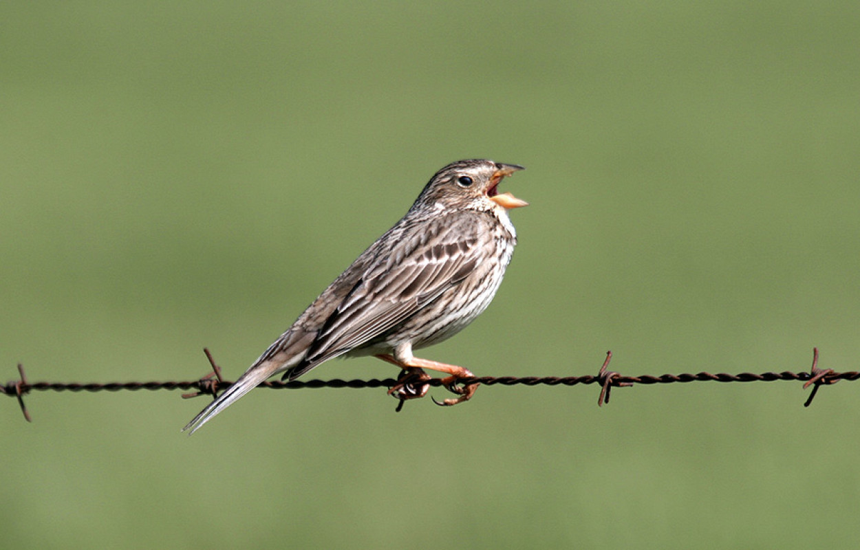Corn Bunting. Photograph by John Harding