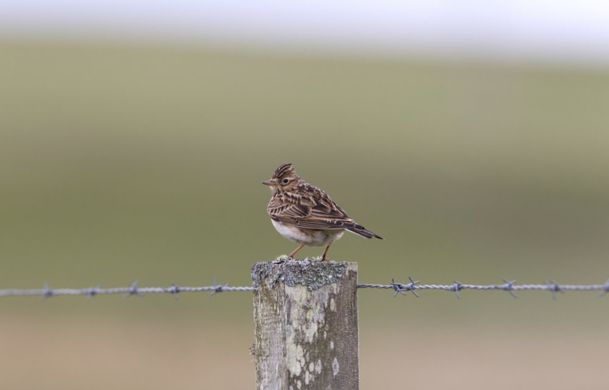 Skylark. Photograph by Morris Rendall
