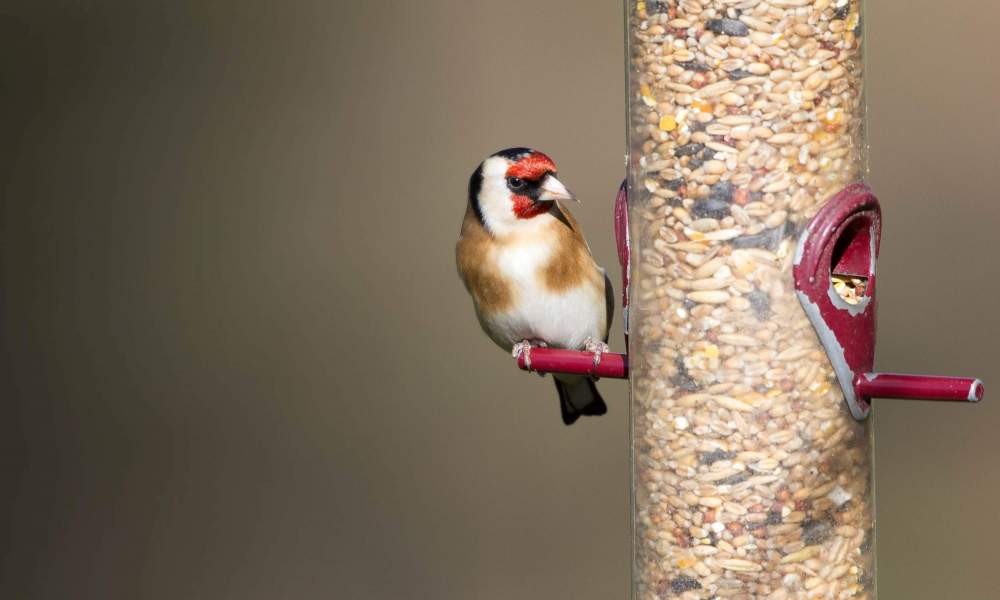 Goldfinch. Paul Newton