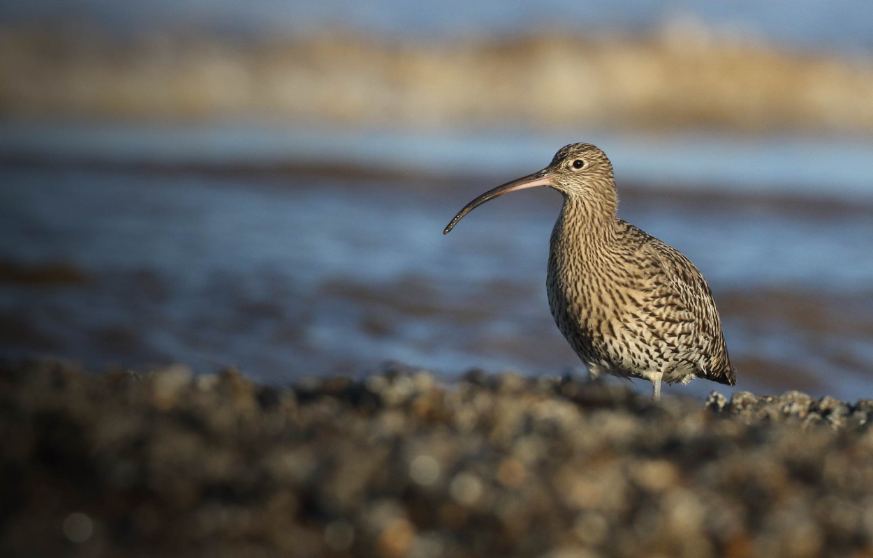 Curlew. Liz Cutting