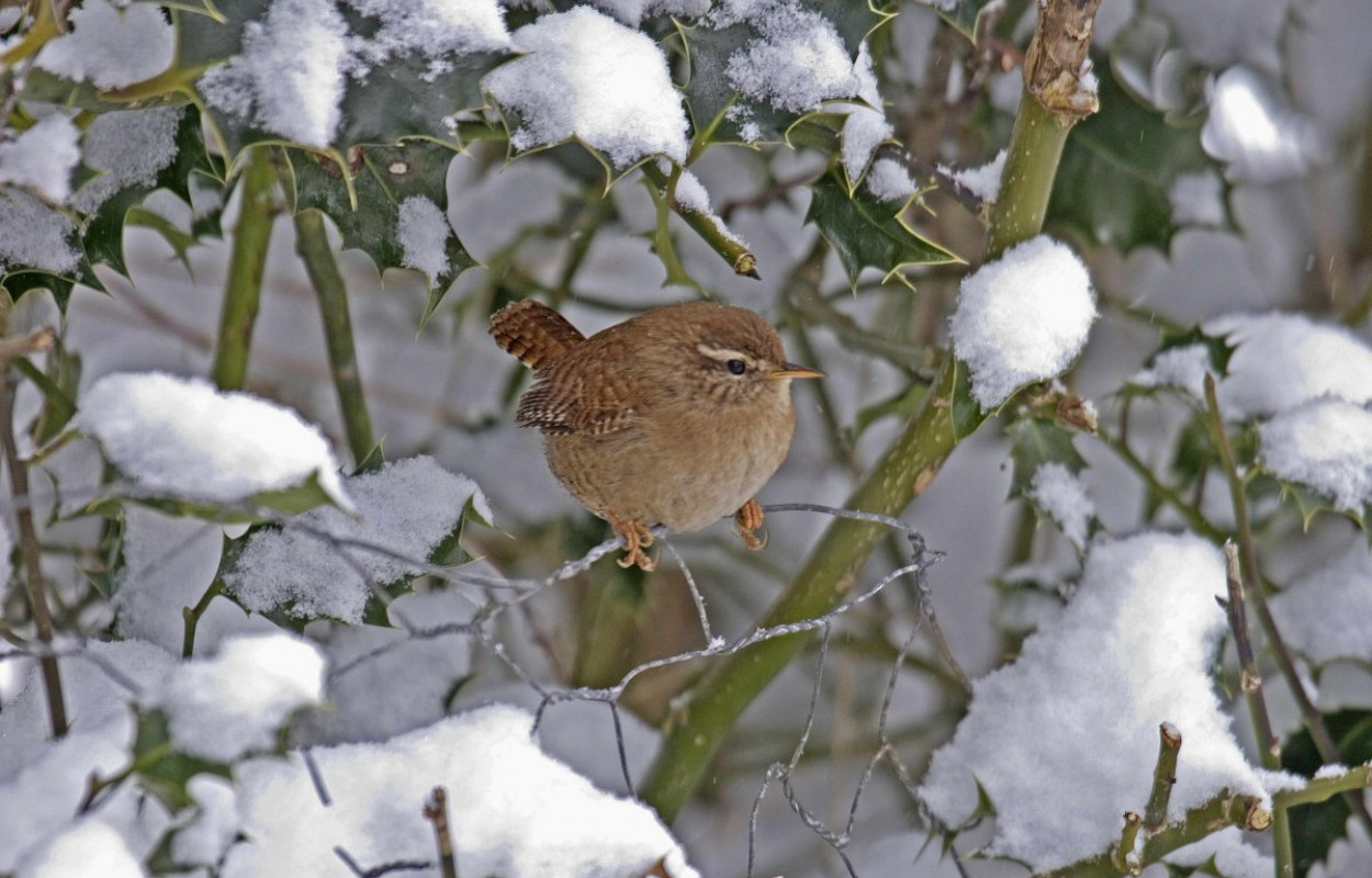 Wren by John Harding