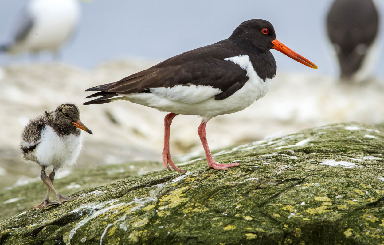 Oystercatcher. Brais Seara @ stock.adobe.com