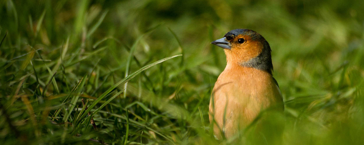 Chaffinch. Tom Streeter Chaffinch. Tom Streeter