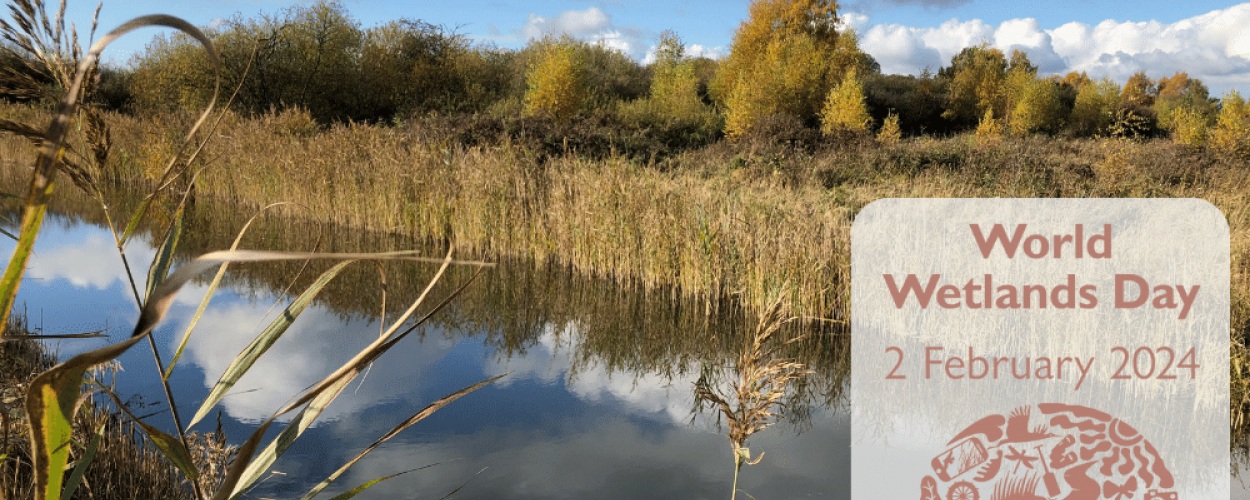 A blog for World Wetlands Day 2024, on 2 February. 
