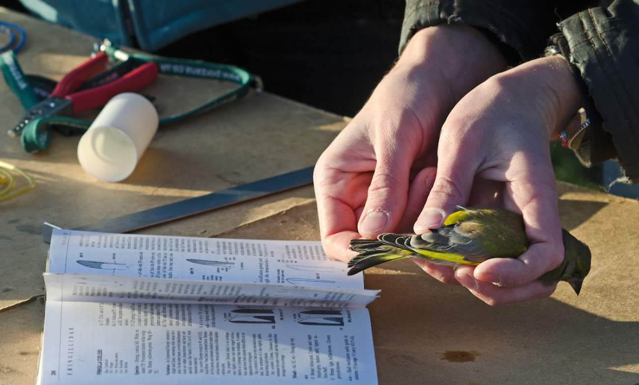 Students bird ringing. David Tipling