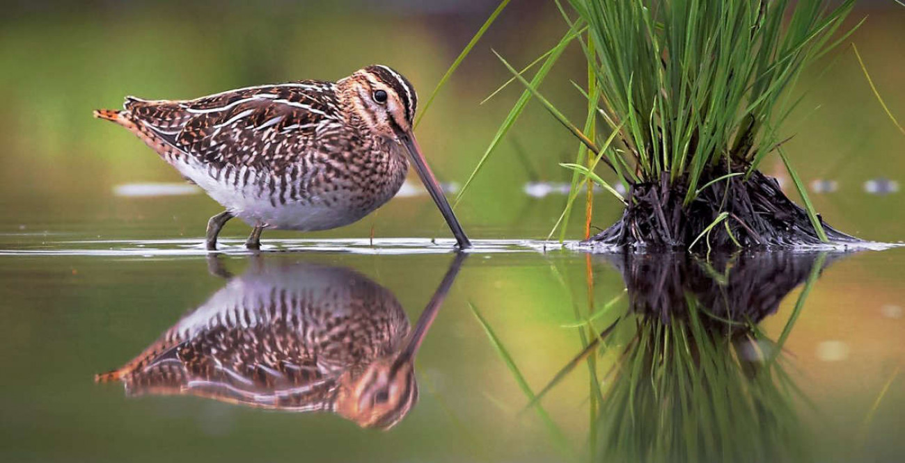 Common Snipe. Niko Pekonen